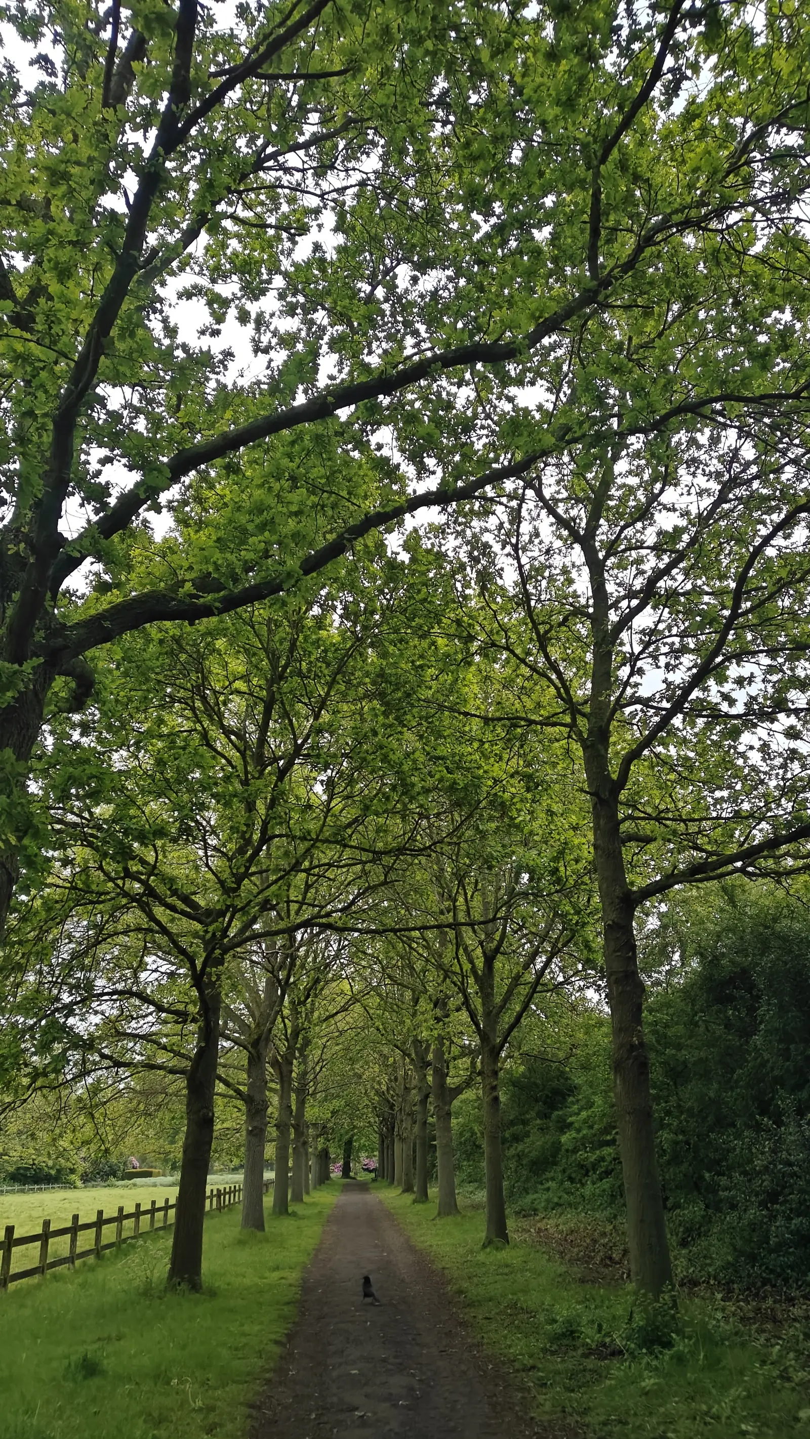 Garden tote in the light