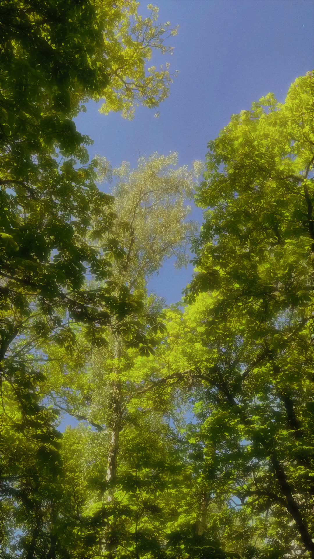 Looking up through sunlit green tree canopy into a blue sky